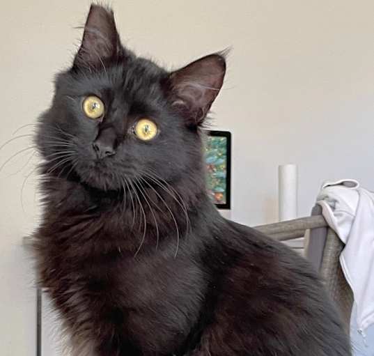Photo of Fozzy Bear