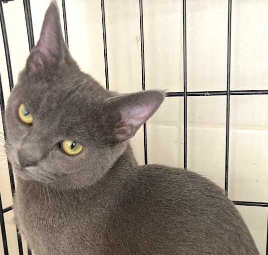 Photo of GRACIE