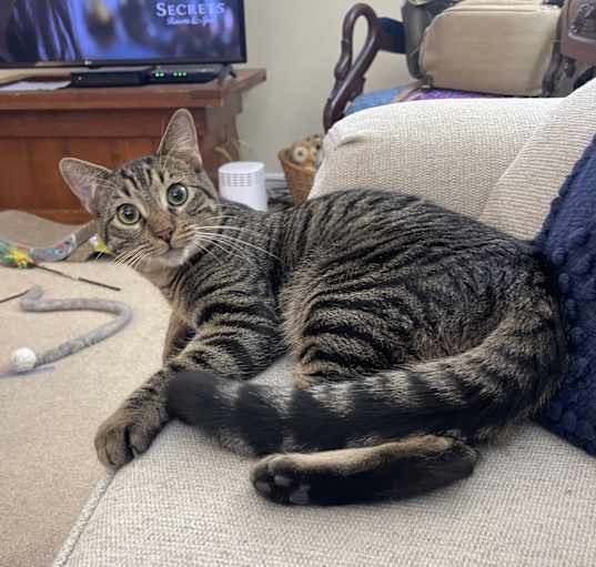 Photo of Baxter-Door Greeter