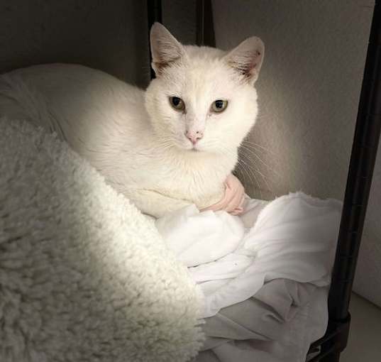 Photo of Snowdrift