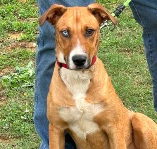 Photo of Whiskey