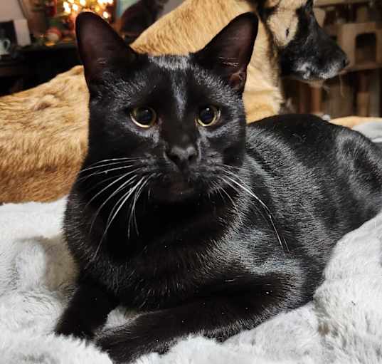 Photo of Levy (with Tax) Bonded Pair