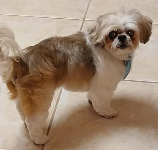 Photo of Alfie