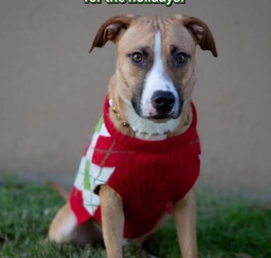 Photo of Barney