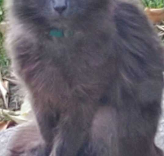 Photo of Leroy