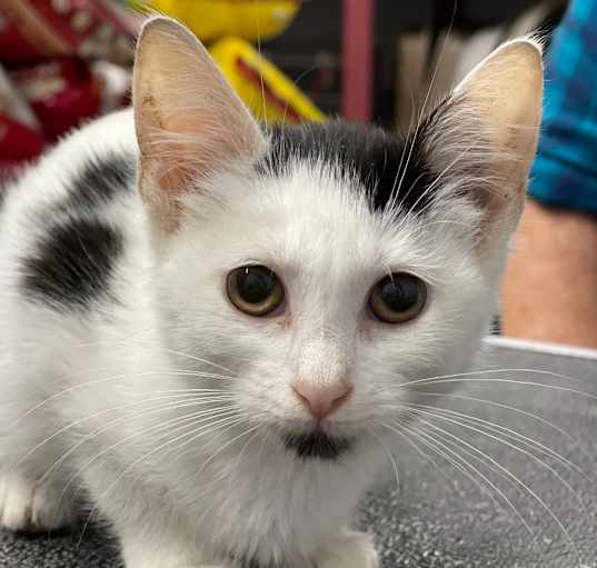 Photo of BEANIE