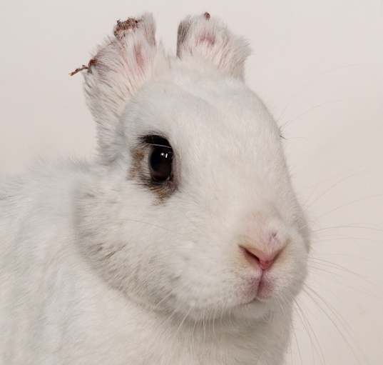 Photo of Frito