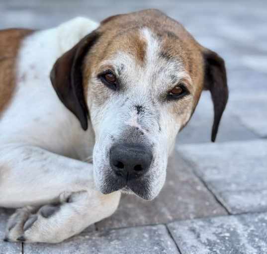Photo of Hoagie