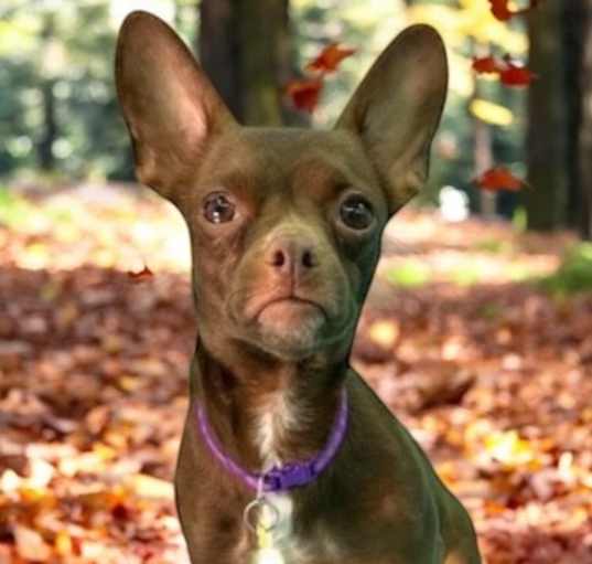 Photo of Annie