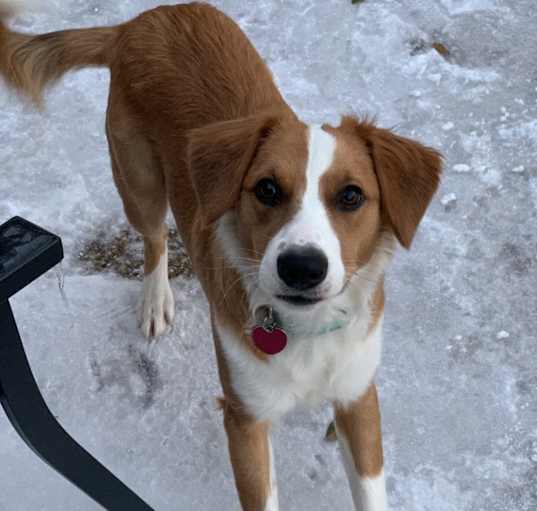 Photo of Honey