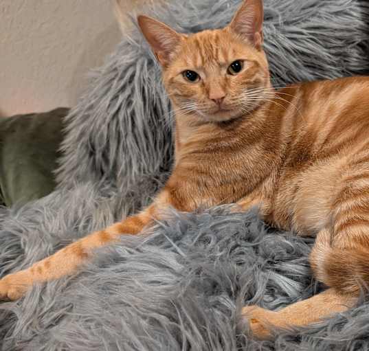 Photo of Cheezit