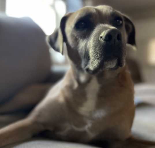 Photo of Matcha