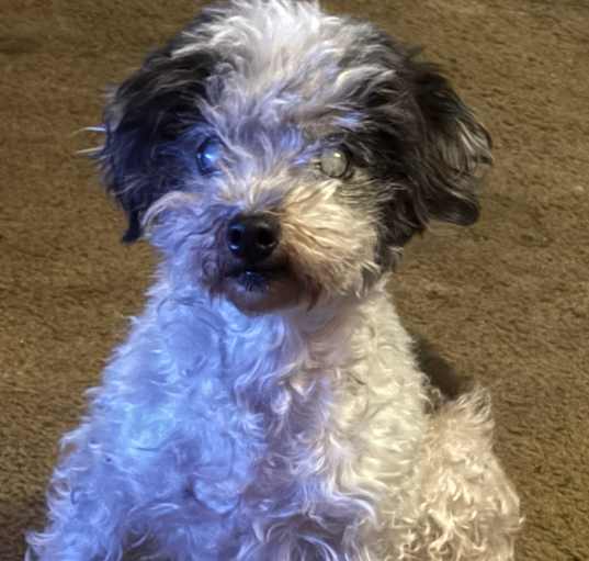 Photo of Oreo