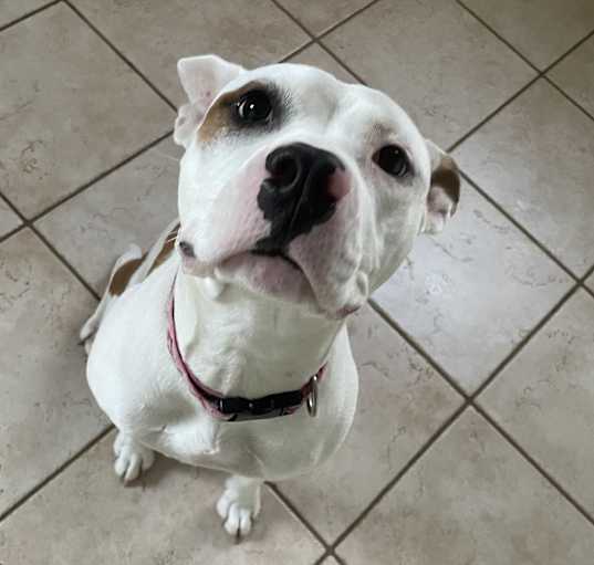 Photo of Cupcake