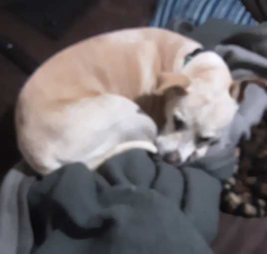 Photo of Jasmine sparkles