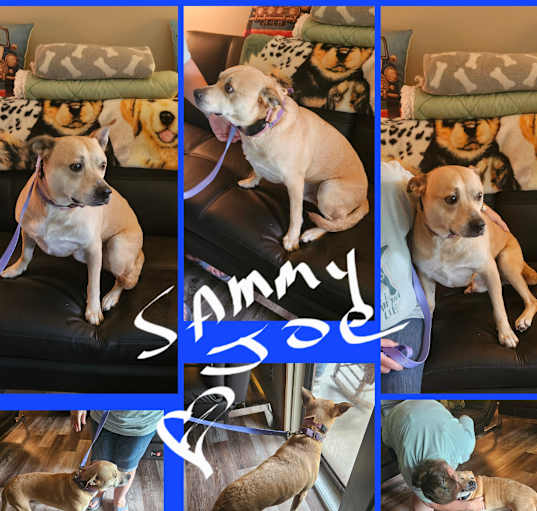 Photo of SAMMY JOE