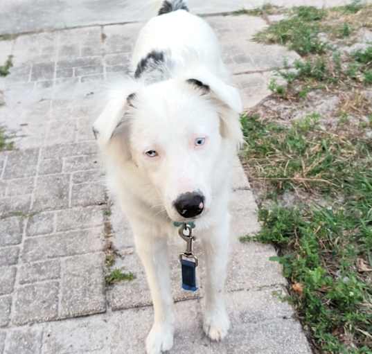 Photo of Darcy