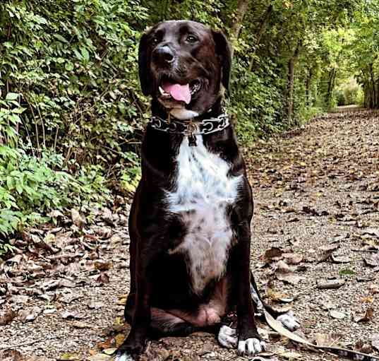 Photo of Louie