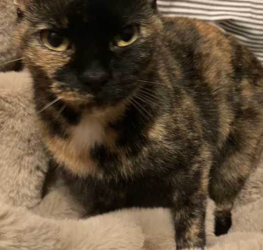 Photo of Ginger