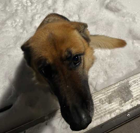 Photo of Nova