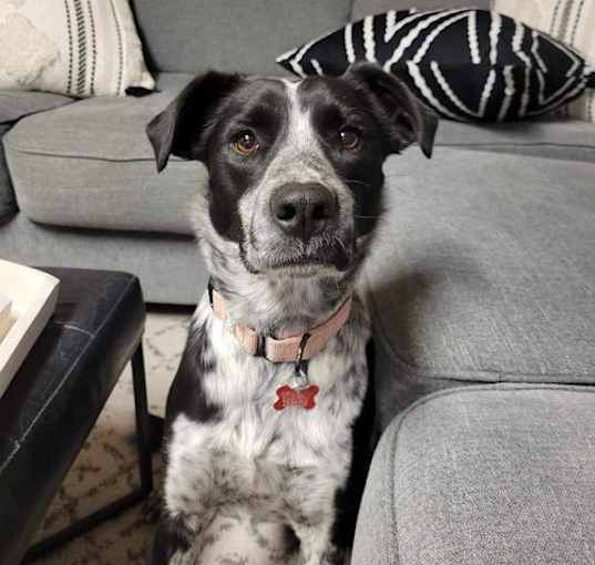 Photo of Suzi (a courtesy listing in Manhattan, KS)