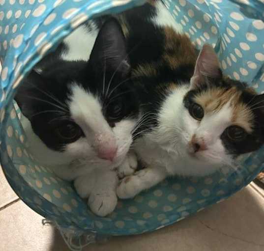 Photo of Coco and Zizi