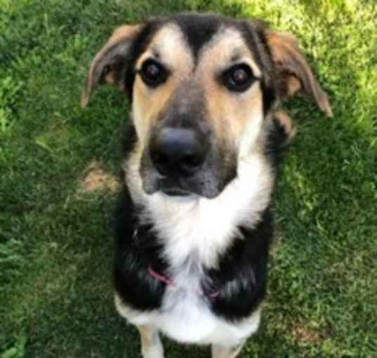 Photo of Jude,urgent foster needed!