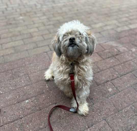 Photo of Benji