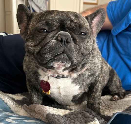 Photo of Frenchie