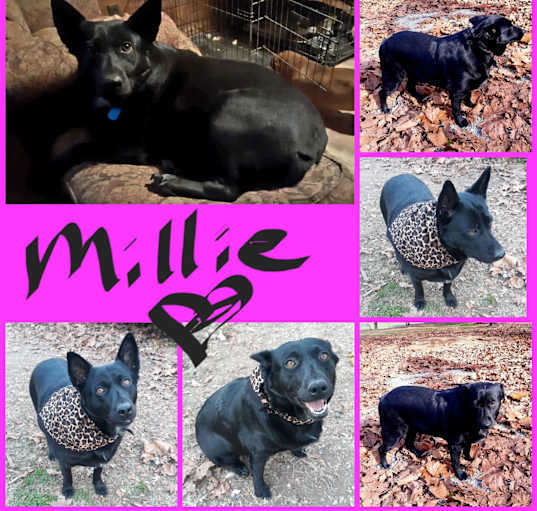 Photo of MILLLE