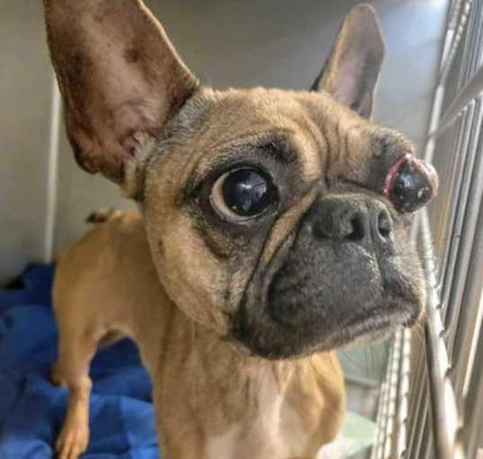 Photo of Panchita TX aka Clara