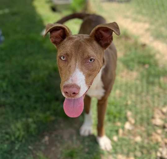 Photo of Rusty
