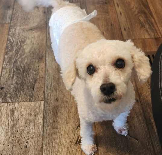 Photo of Mochi