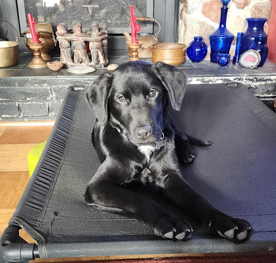Photo of Moose