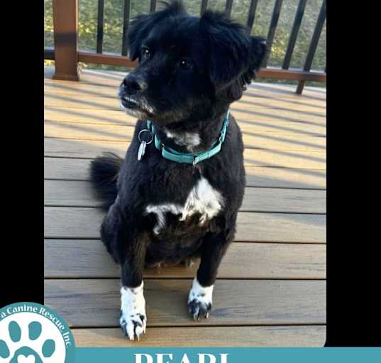 Photo of Pearl aka Kacie (Kari pup) 072824