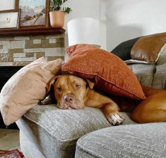 Photo of Remi (Courtesy Post)