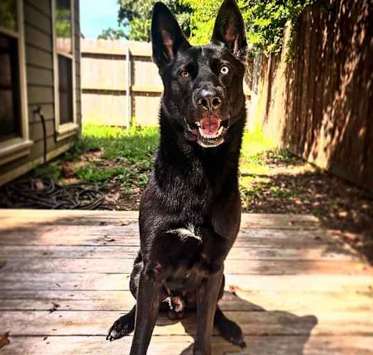 Photo of Jango