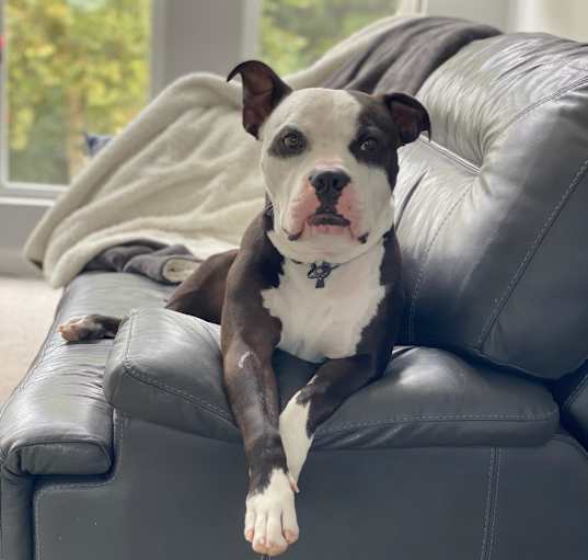 Photo of Churchill