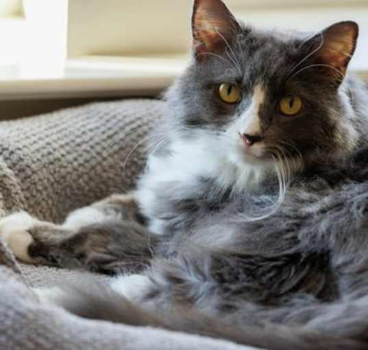 Photo of Mittens Bow (& Baby Bow) - Bonded *FEE WAIVED*