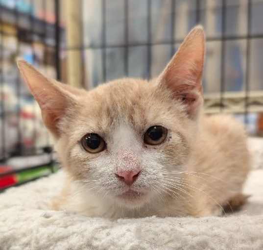 Photo of Crackle
