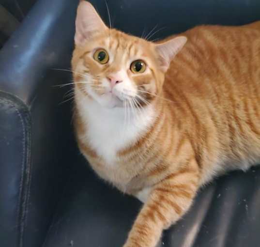 Photo of Houdini