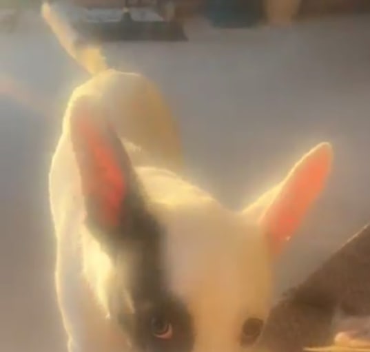 Photo of Roxy