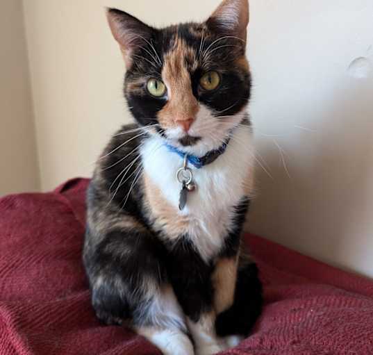 Photo of Fizzgig