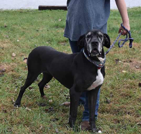 Photo of Pepper