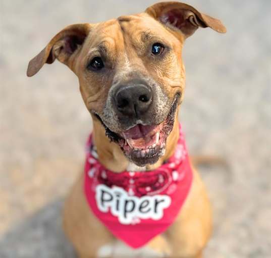 Photo of PIPER