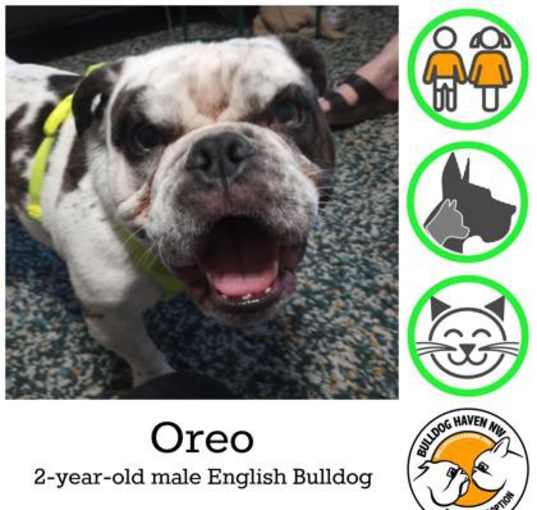 Photo of Oreo - pending