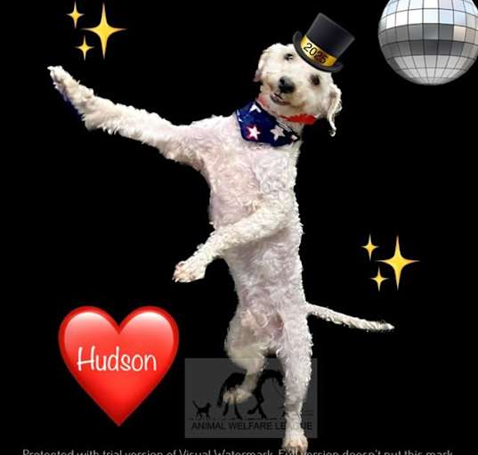 Photo of HUDSON