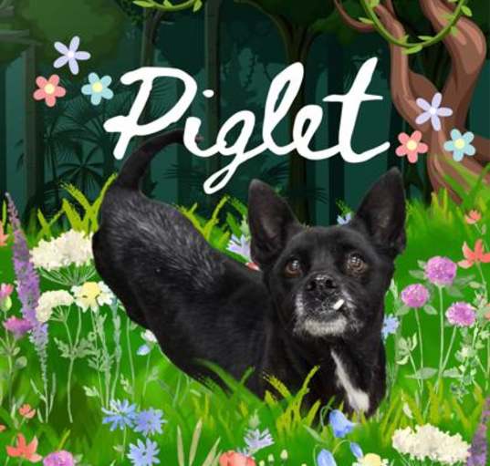 Photo of Piglet
