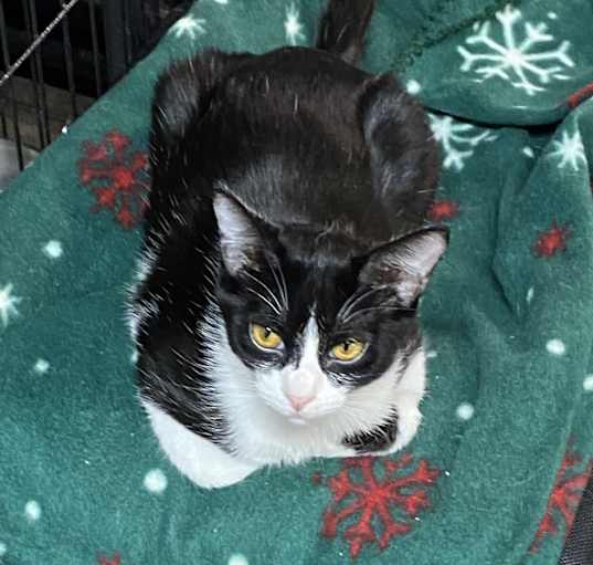 Photo of Hattie