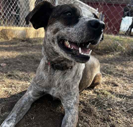 Photo of Brandy